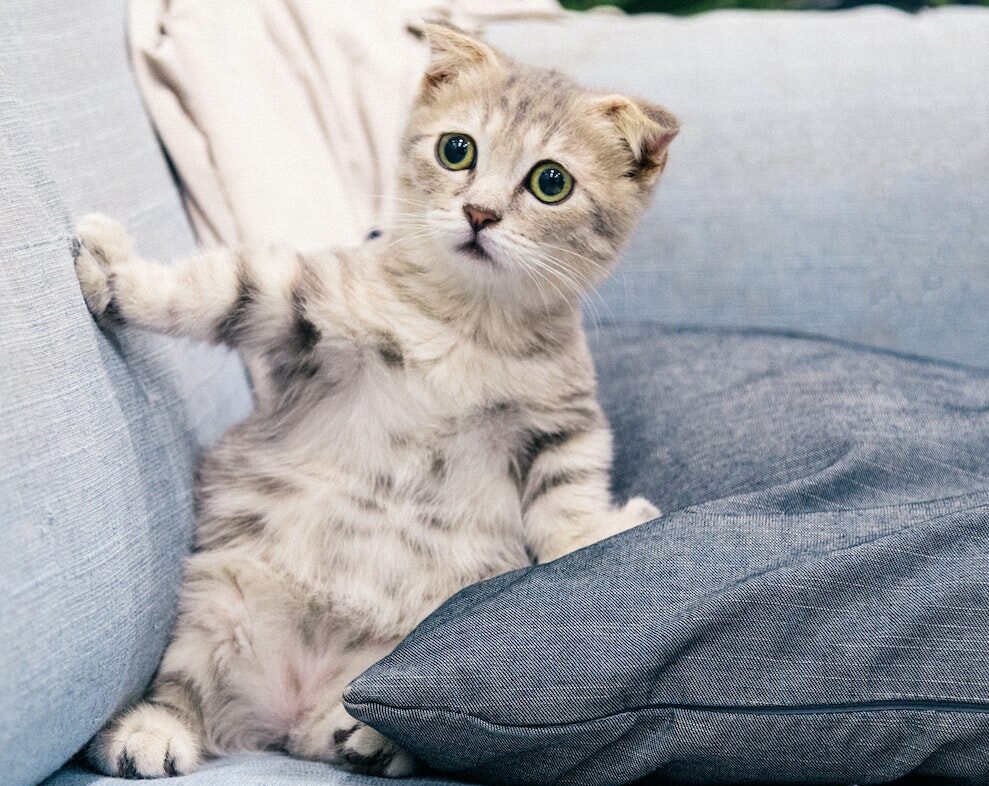 Cute Tabby Kitten on a Sofa